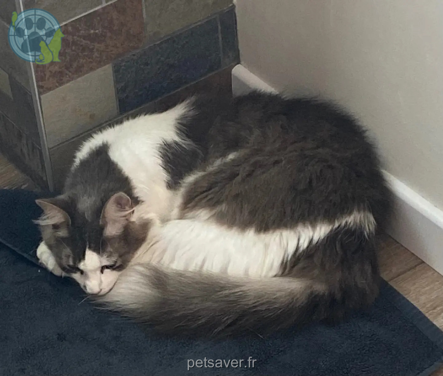 Chat Perdu 67 Bas-Rhin - Dadju Chat Perdu 67 Bas-Rhin - Dadju