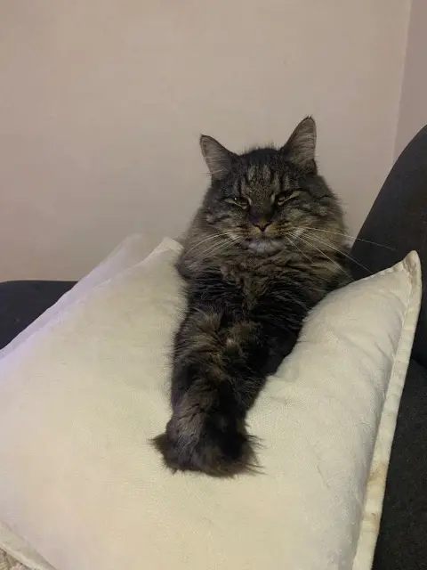 chat lost   67600 Kintzheim Dizzy