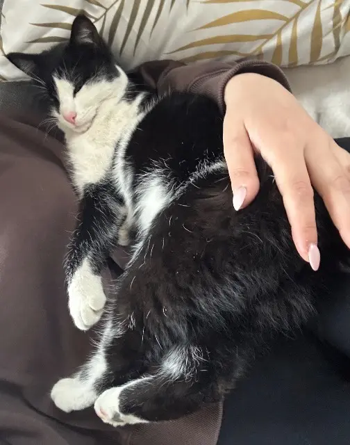 chat lost   67820 Wittisheim Domino