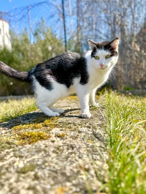 chat lost   67190 Mutzig Doudou