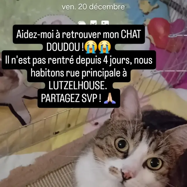 chat lost   67130 Lutzelhouse DOUXI DOUDOU