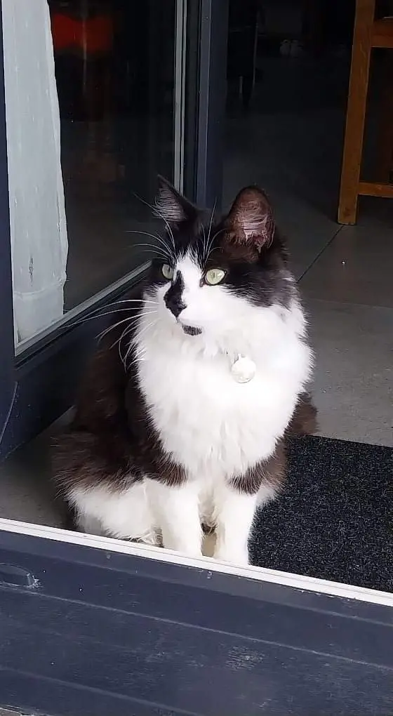 Chat Perdu 67 Bas-Rhin Chat Perdu 67 Bas-Rhin