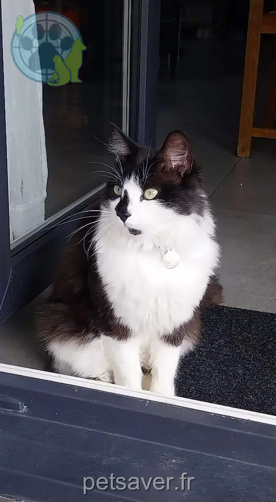 Chat Perdu 67 Bas-Rhin Chat Perdu 67 Bas-Rhin