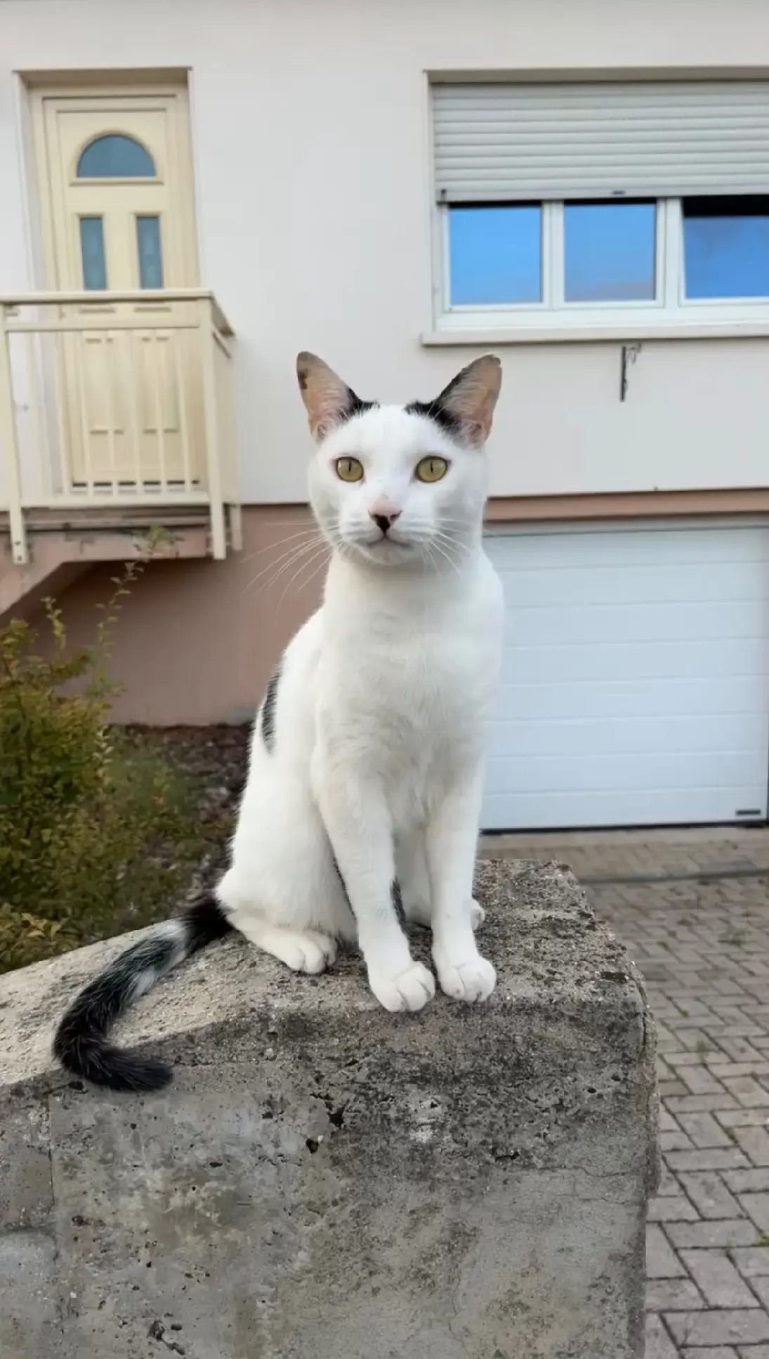 Chat Perdu 67 Bas-Rhin - Elfy Chat Perdu 67 Bas-Rhin - Elfy