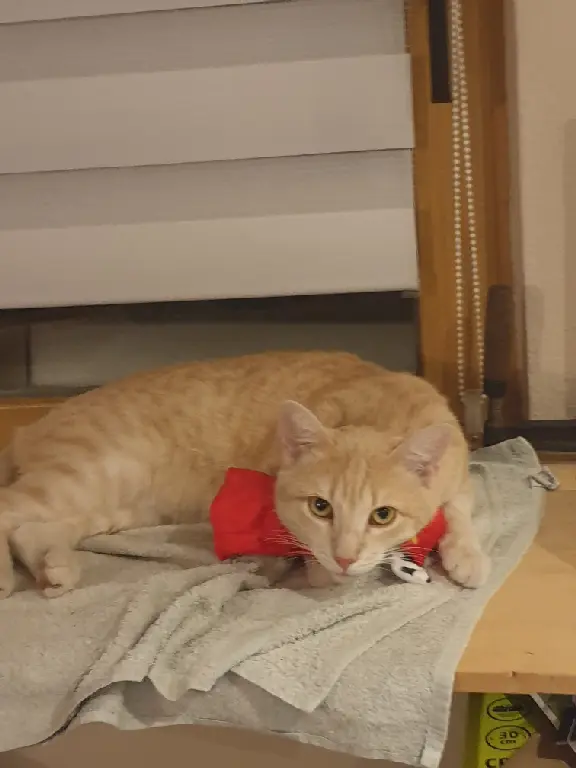 Chat Perdu 67 Bas-Rhin - Felix Chat Perdu 67 Bas-Rhin - Felix