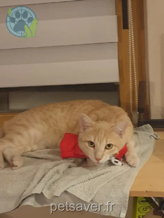 Chat Perdu 67 Bas-Rhin - Felix Chat Perdu 67 Bas-Rhin - Felix