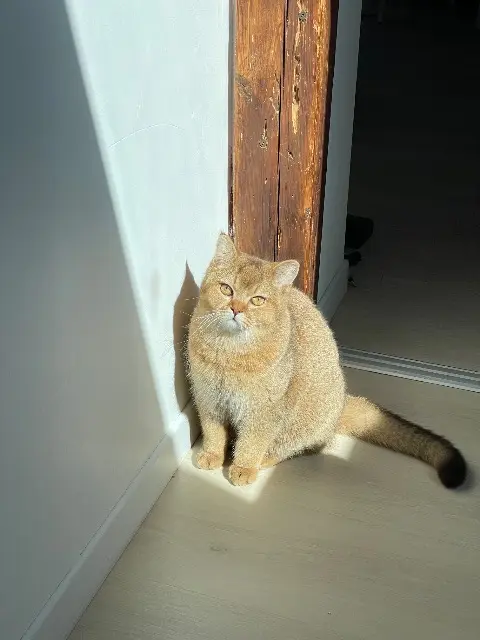 chat lost   67800 Hœnheim Fergusson