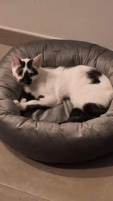 chat lost   67700 Saverne Filou