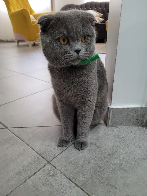 chat lost   67240 Bischwiller Firtina