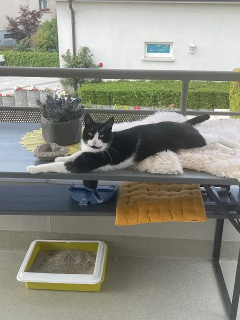 chat lost   67400 Illkirch-Graffenstaden Flipette