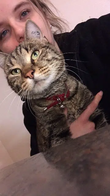 chat lost   67220 Urbeis Floky