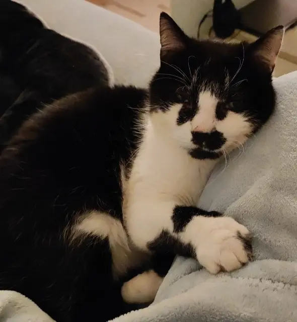 chat lost   67300 Schiltigheim Frimousse