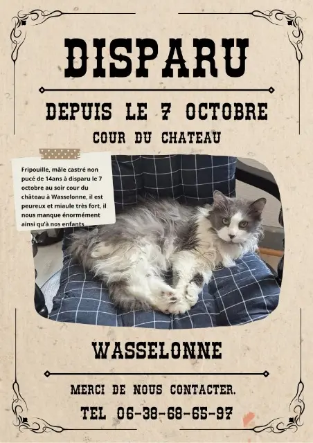 chat lost   67310 Wasselonne Fripouille