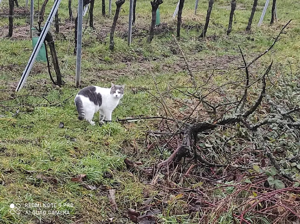 Chat Perdu 67 Bas-Rhin - Gaia Chat Perdu 67 Bas-Rhin - Gaia
