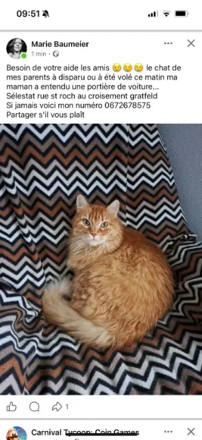 chat lost   67600 Sélestat Garfield