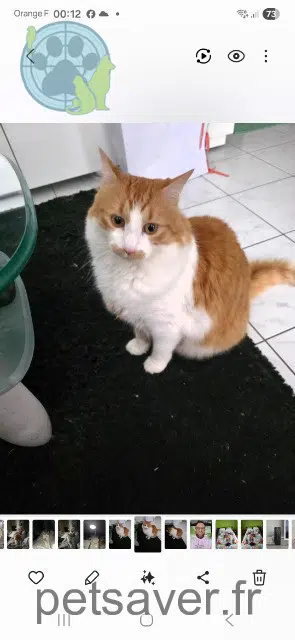 gato lost   67870 Bischoffsheim Garfield