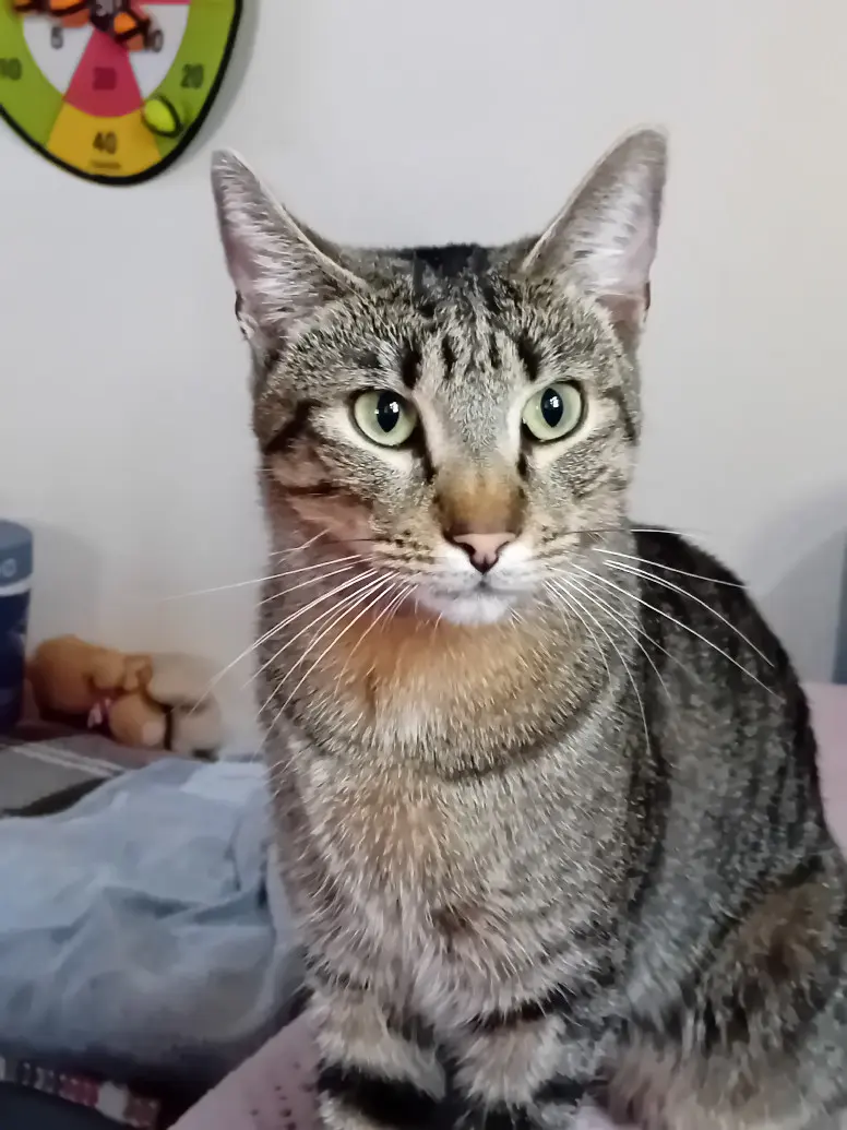Chat Perdu 67 Bas-Rhin - Gargamel Chat Perdu 67 Bas-Rhin - Gargamel