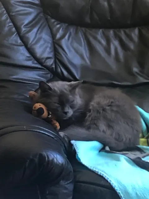chat lost   67420 Saulxures Gaspard