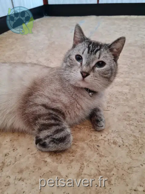 Kater lost   67150 Erstein Glorio