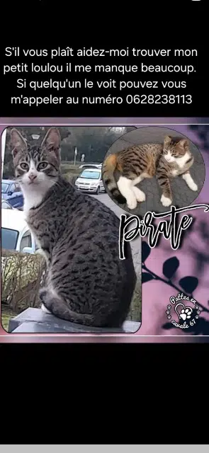 chat lost   67380 Lingolsheim Goy