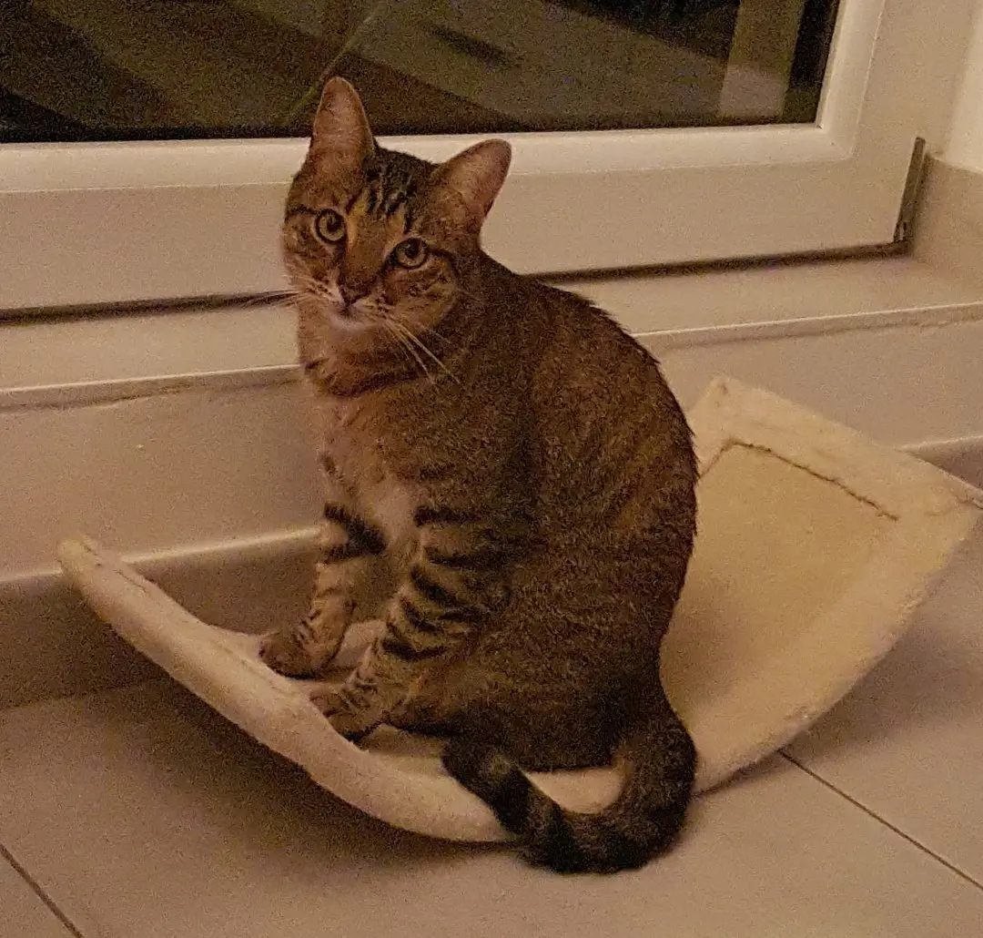 Chat Perdu 67 Bas-Rhin - Gribouille Chat Perdu 67 Bas-Rhin - Gribouille