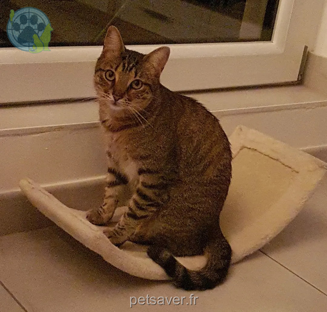 Chat Perdu 67 Bas-Rhin - Gribouille Chat Perdu 67 Bas-Rhin - Gribouille