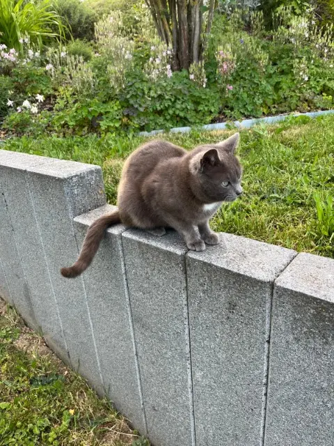 gato perdido 67330 Obersoultzbach Grisgris gato lost 67330 Obersoultzbach Grisgris