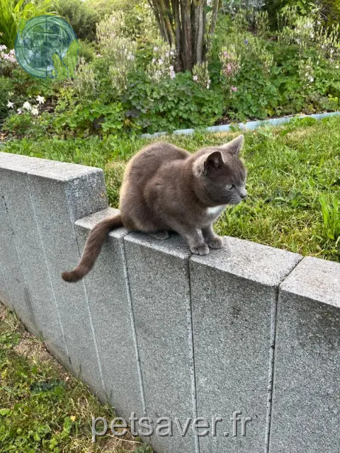 Kater vermisst 67330 Obersoultzbach Grisgris Kater lost 67330 Obersoultzbach Grisgris