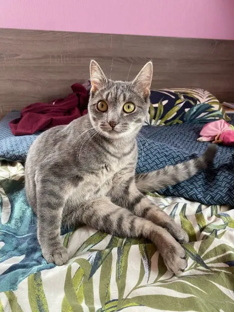 gato perdido 67340 Offwiller Grisou gato lost 67340 Offwiller Grisou