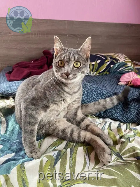 Kater vermisst 67340 Offwiller Grisou Kater lost 67340 Offwiller Grisou