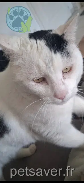 cat lost 67730 Châtenois Grisouille cat lost 67730 Châtenois Grisouille