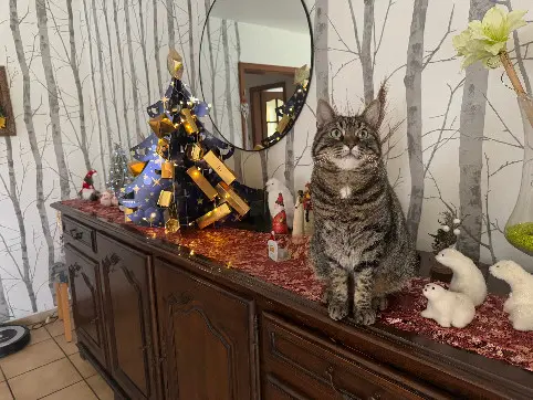Chat Perdu 67 Bas-Rhin Chat Perdu 67 Bas-Rhin