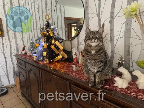 Chat Perdu 67 Bas-Rhin Chat Perdu 67 Bas-Rhin