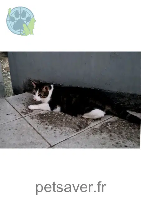 chat lost 67500 Haguenau Panzer