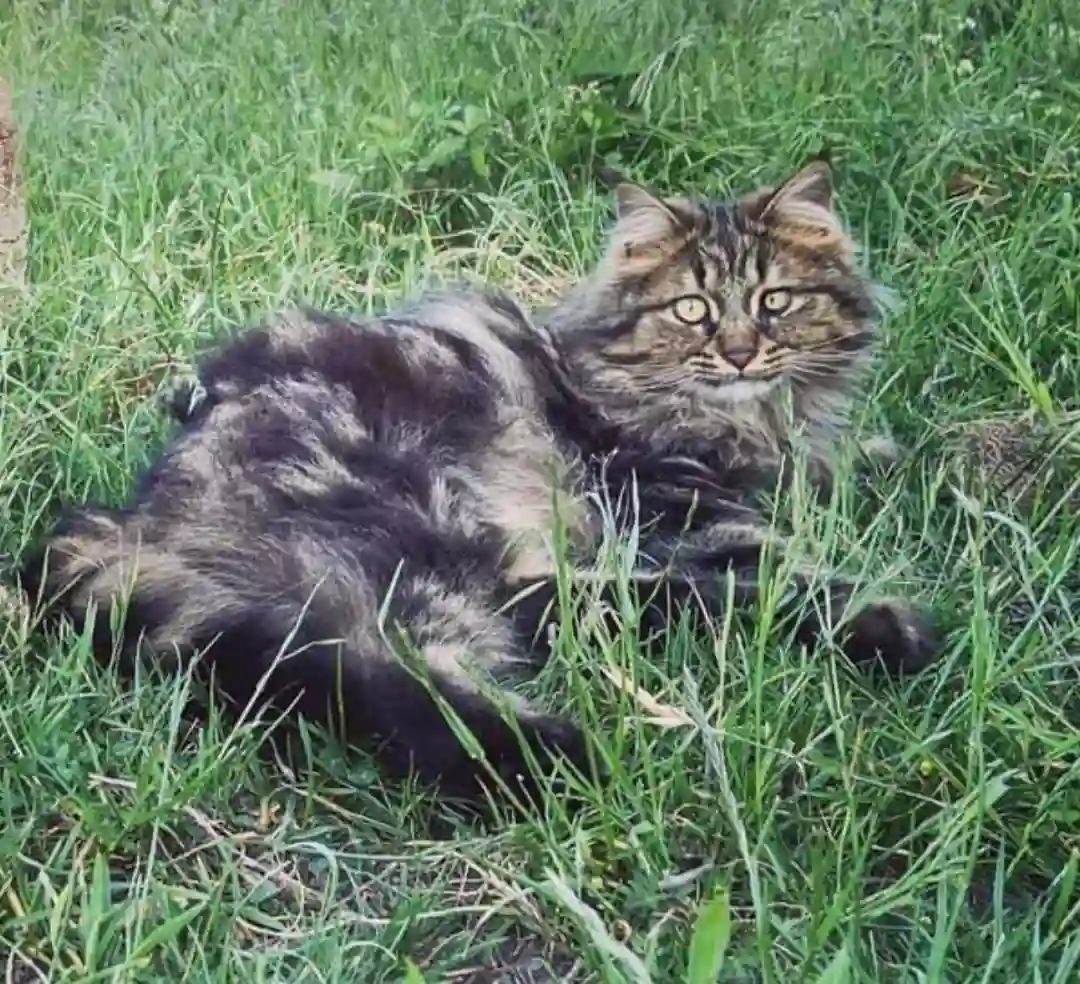 Chat Perdu 67 Bas-Rhin - Happy Chat Perdu 67 Bas-Rhin - Happy