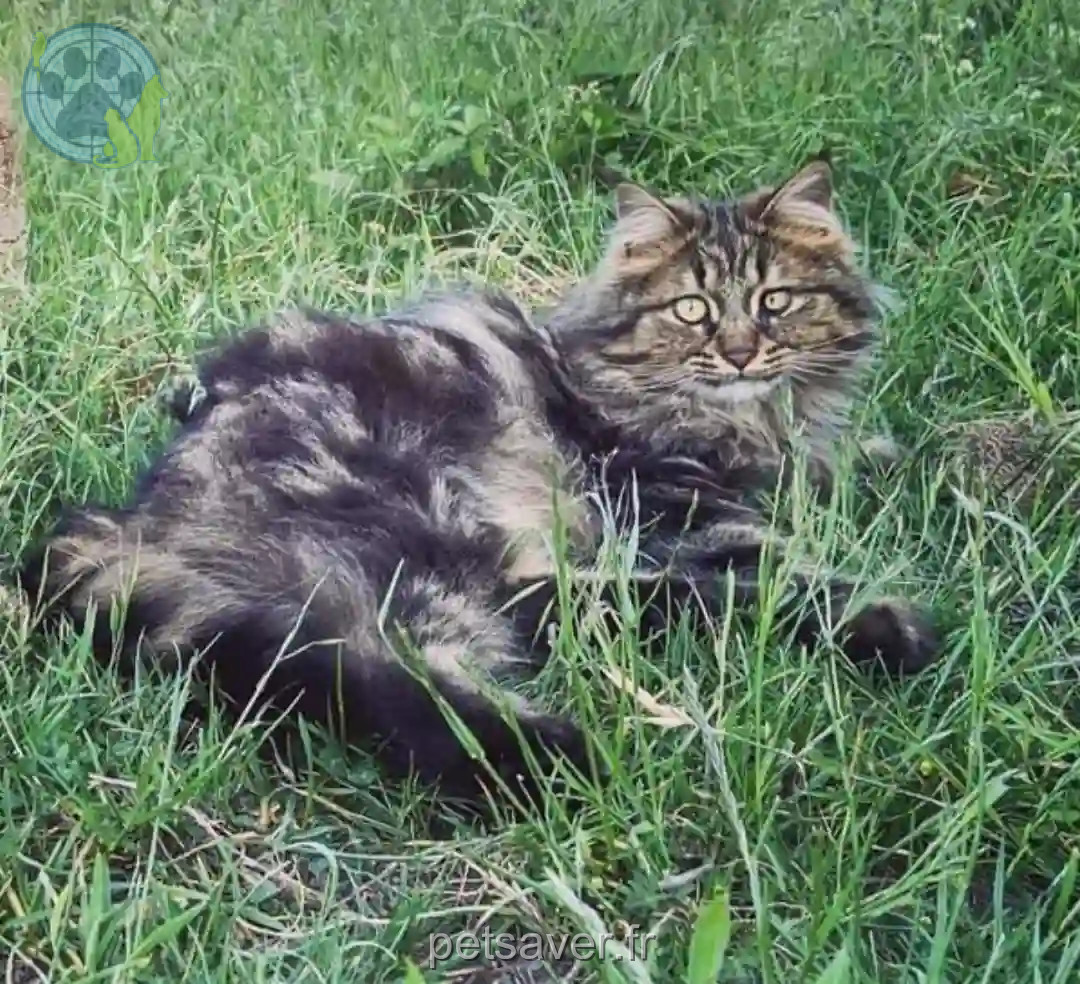 Chat Perdu 67 Bas-Rhin - Happy Chat Perdu 67 Bas-Rhin - Happy
