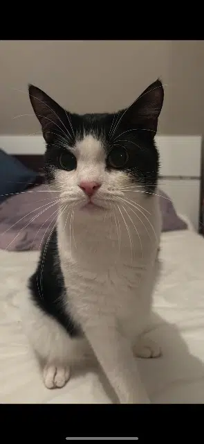 chat lost   67430 Dehlingen Hook