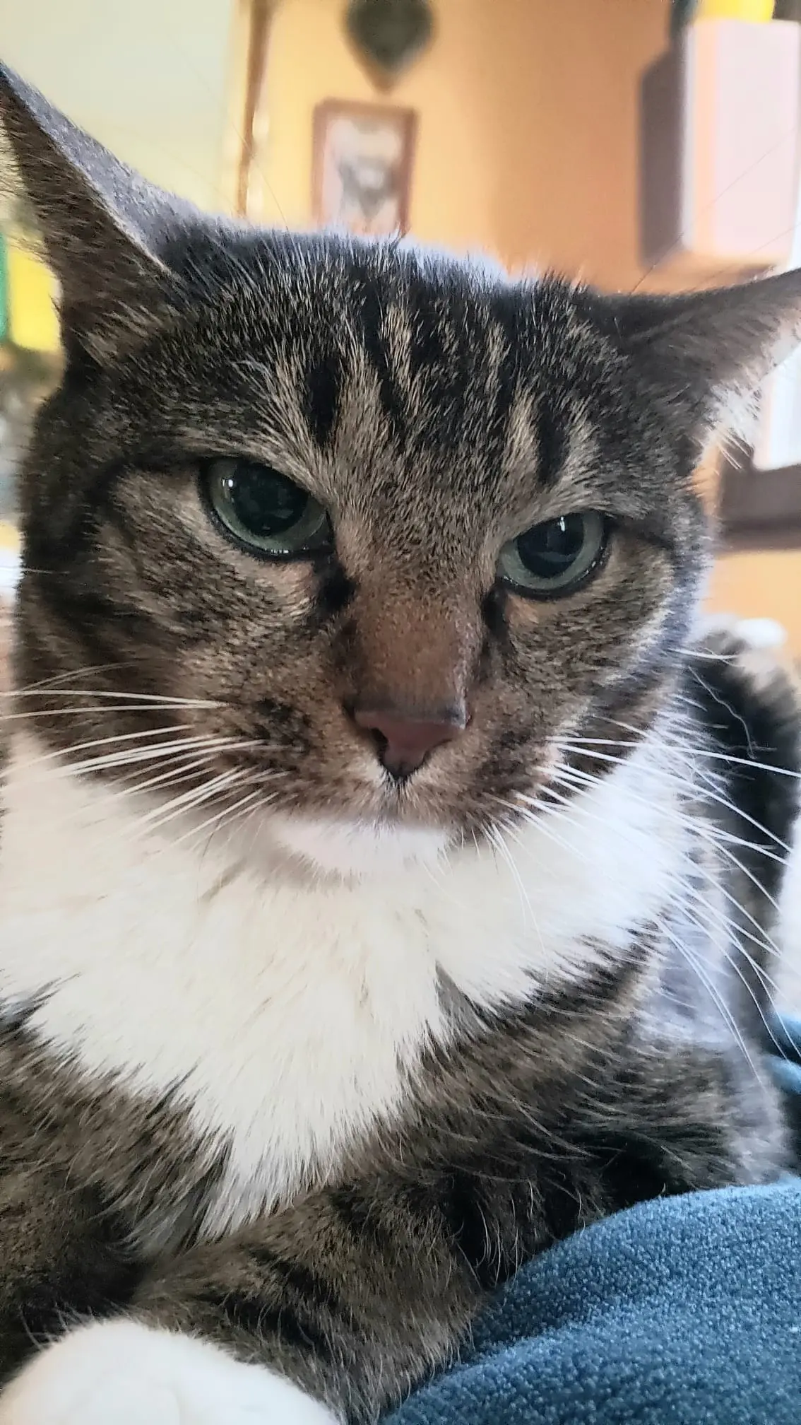 Chat Perdu 67 Bas-Rhin - Hortax Chat Perdu 67 Bas-Rhin - Hortax