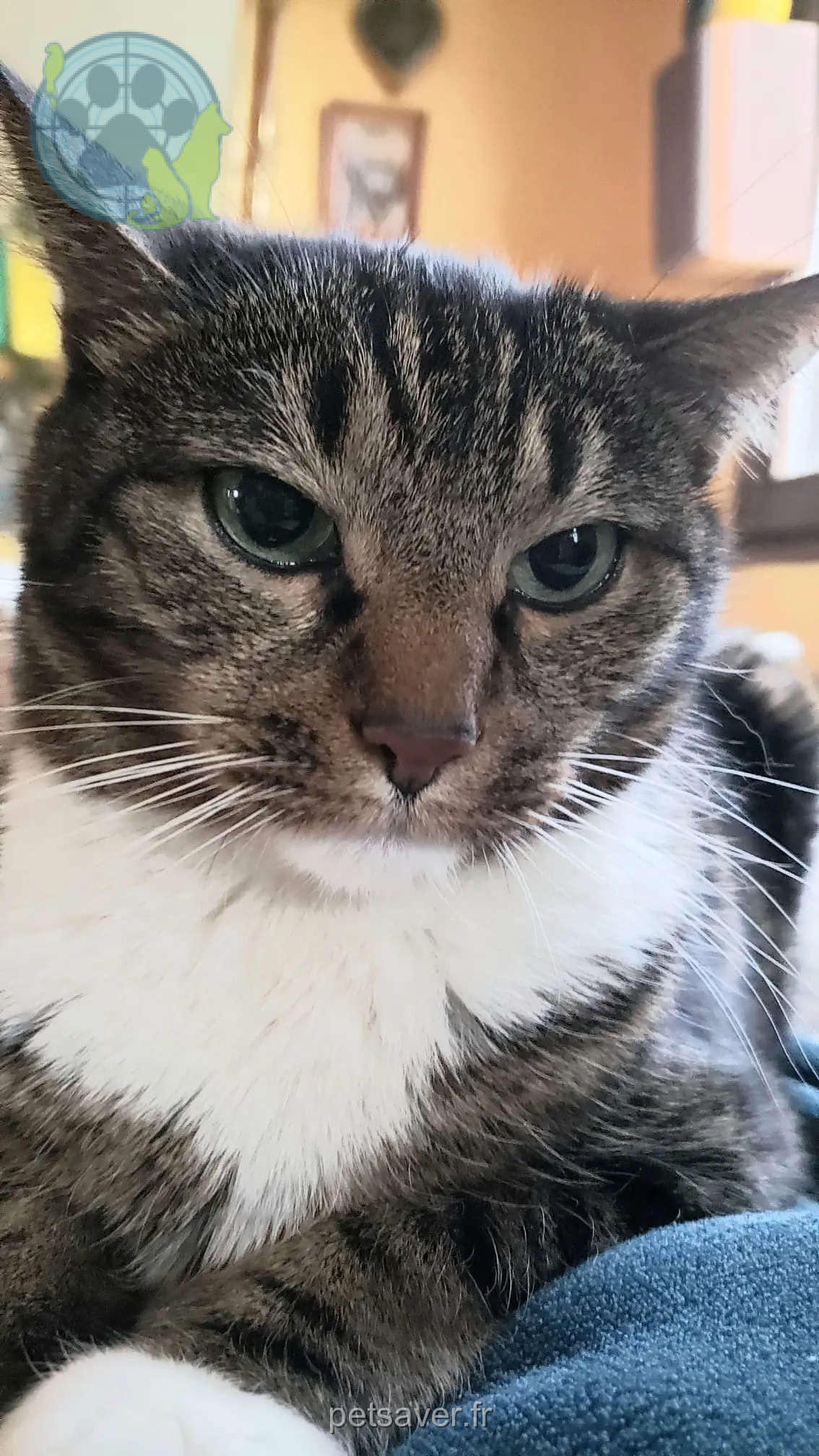 Chat Perdu 67 Bas-Rhin - Hortax Chat Perdu 67 Bas-Rhin - Hortax