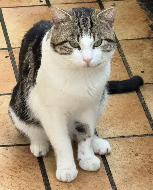 chat lost   67400 Illkirch-Graffenstaden Indy