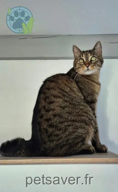Kater vermisst 67230 Sand Jake Kater lost 67230 Sand Jake
