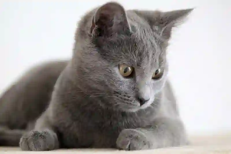 Chat Perdu 67 Bas-Rhin - Kais Chat Perdu 67 Bas-Rhin - Kais