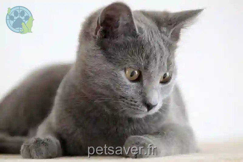Chat Perdu 67 Bas-Rhin - Kais Chat Perdu 67 Bas-Rhin - Kais