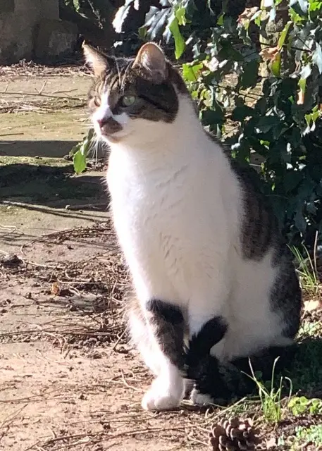 chat lost   67520 Wangen Kenny