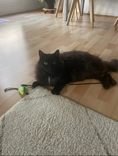 chat lost   67300 Schiltigheim Khronos