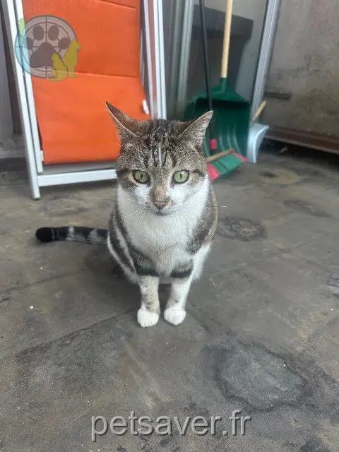 chat lost 67650 Dambach-la-Ville Kobe