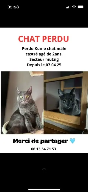 kater vermist 67190 Mutzig Kumo kater lost 67190 Mutzig Kumo