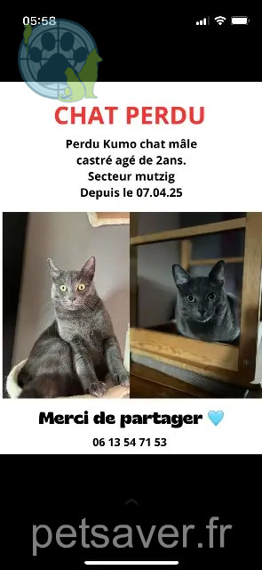gato perdido 67190 Mutzig Kumo gato lost 67190 Mutzig Kumo
