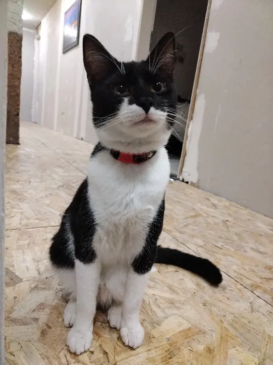 Chat Perdu 67 Bas-Rhin - Kuro Chat Perdu 67 Bas-Rhin - Kuro