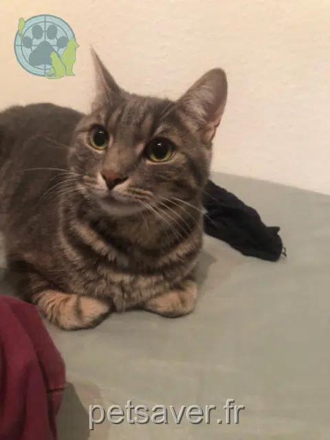chat lost   67370 Berstett Loki